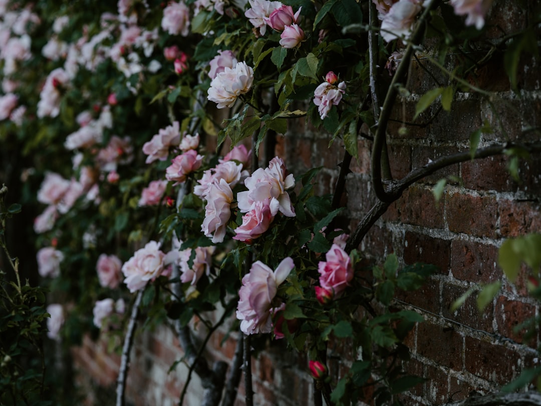 pink-petaled flower