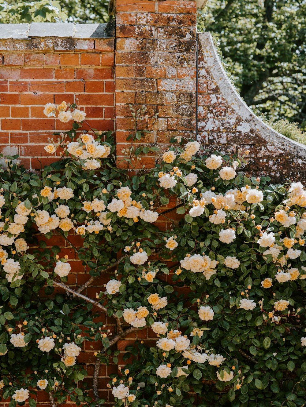 white rose bushes near brick wall