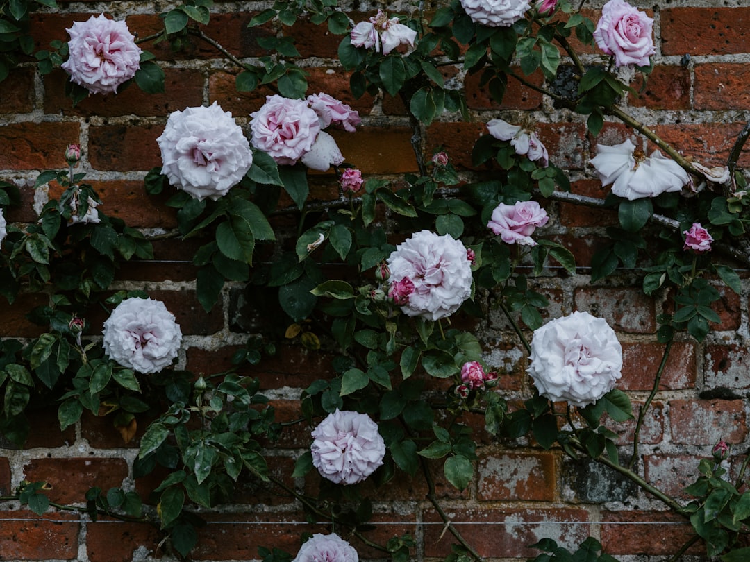 pink-and-white rose flowers by the wall