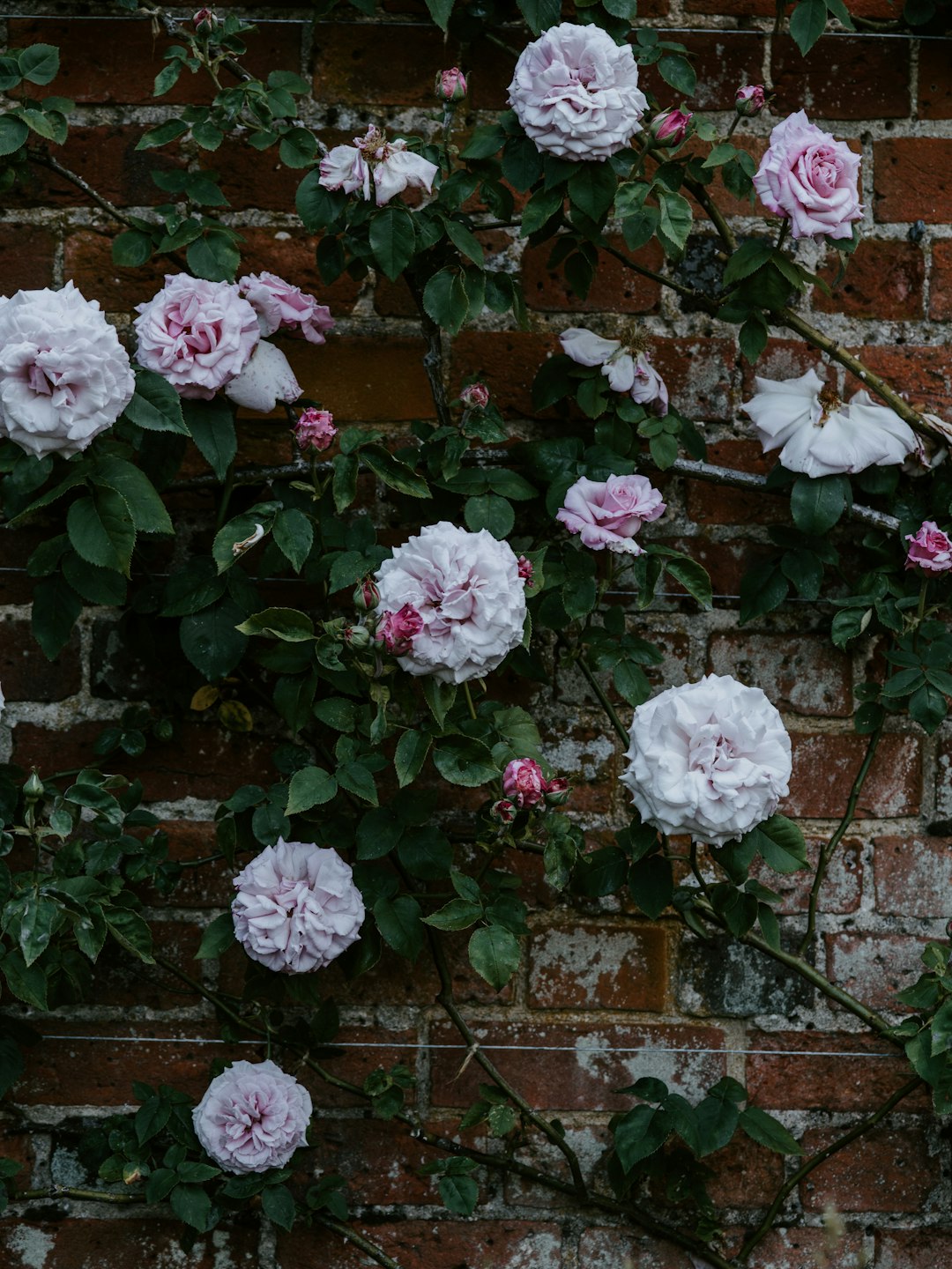 white-petaled flower