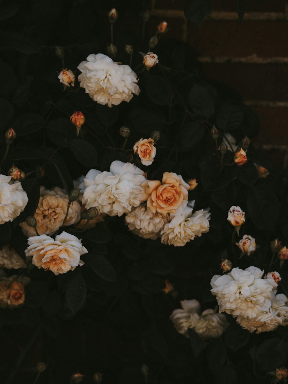 carnation and rose flowers