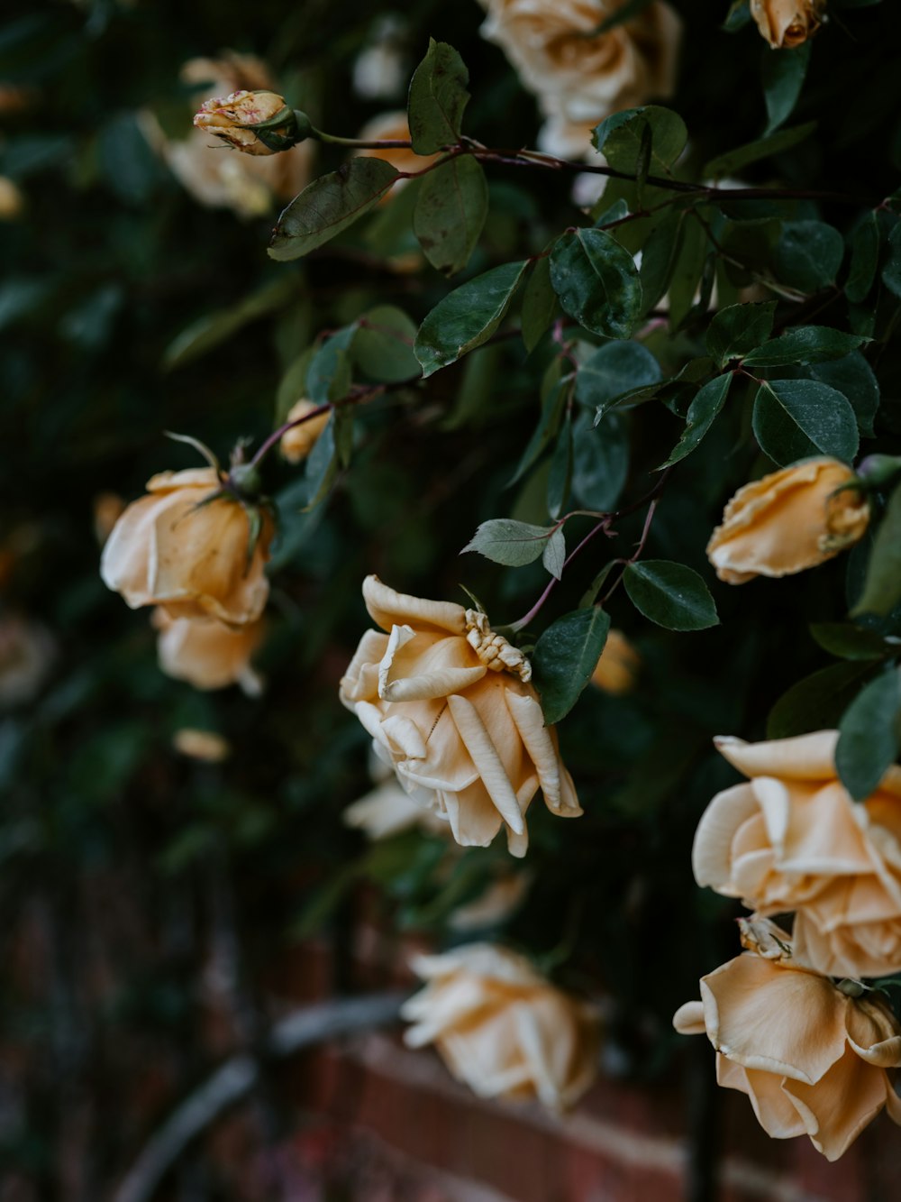 yellow rose flowers