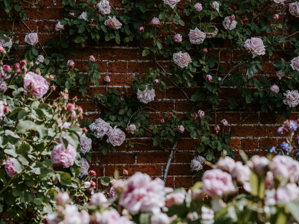 pink-petaled flowers