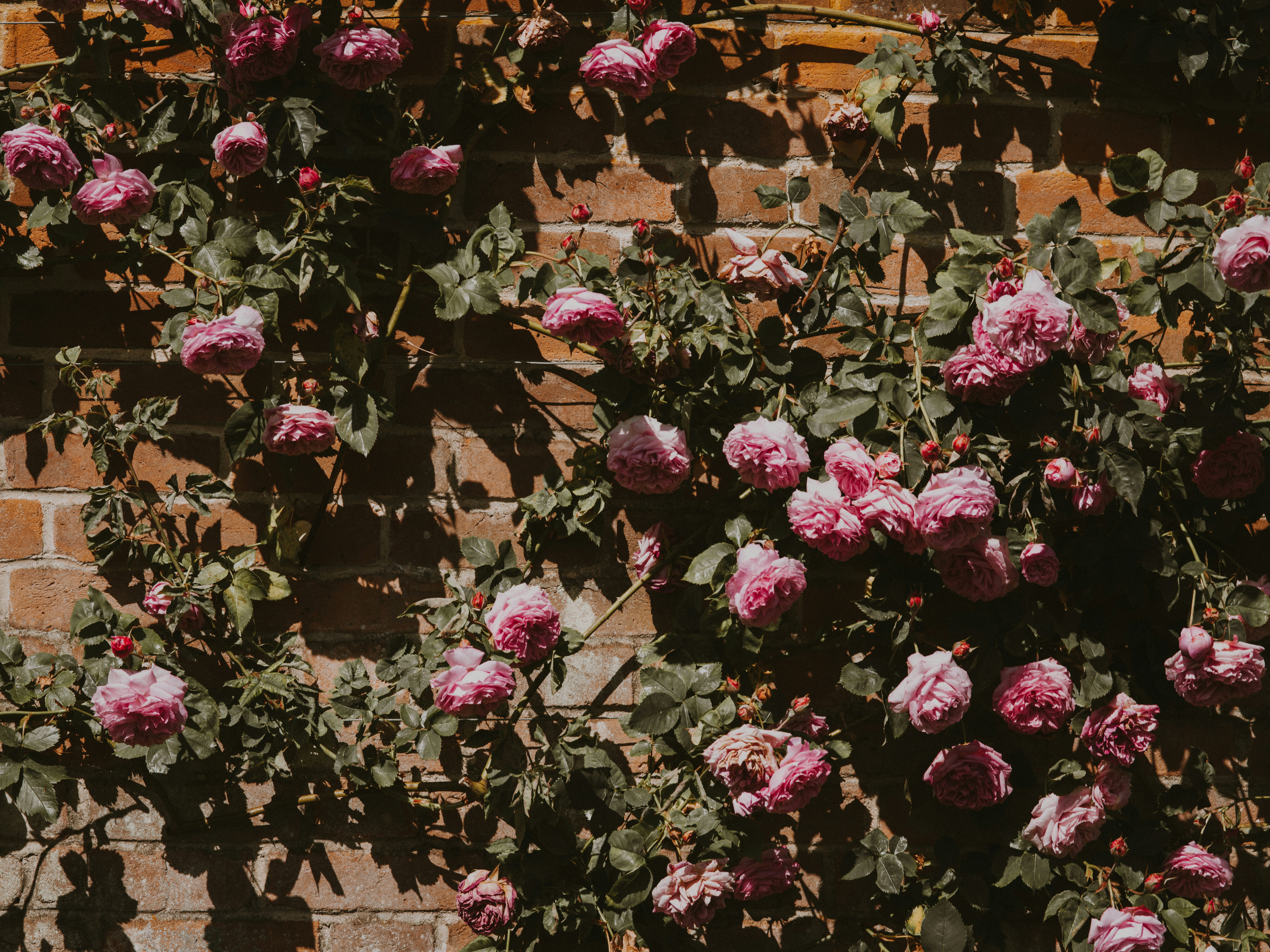 Photo by anniespratt