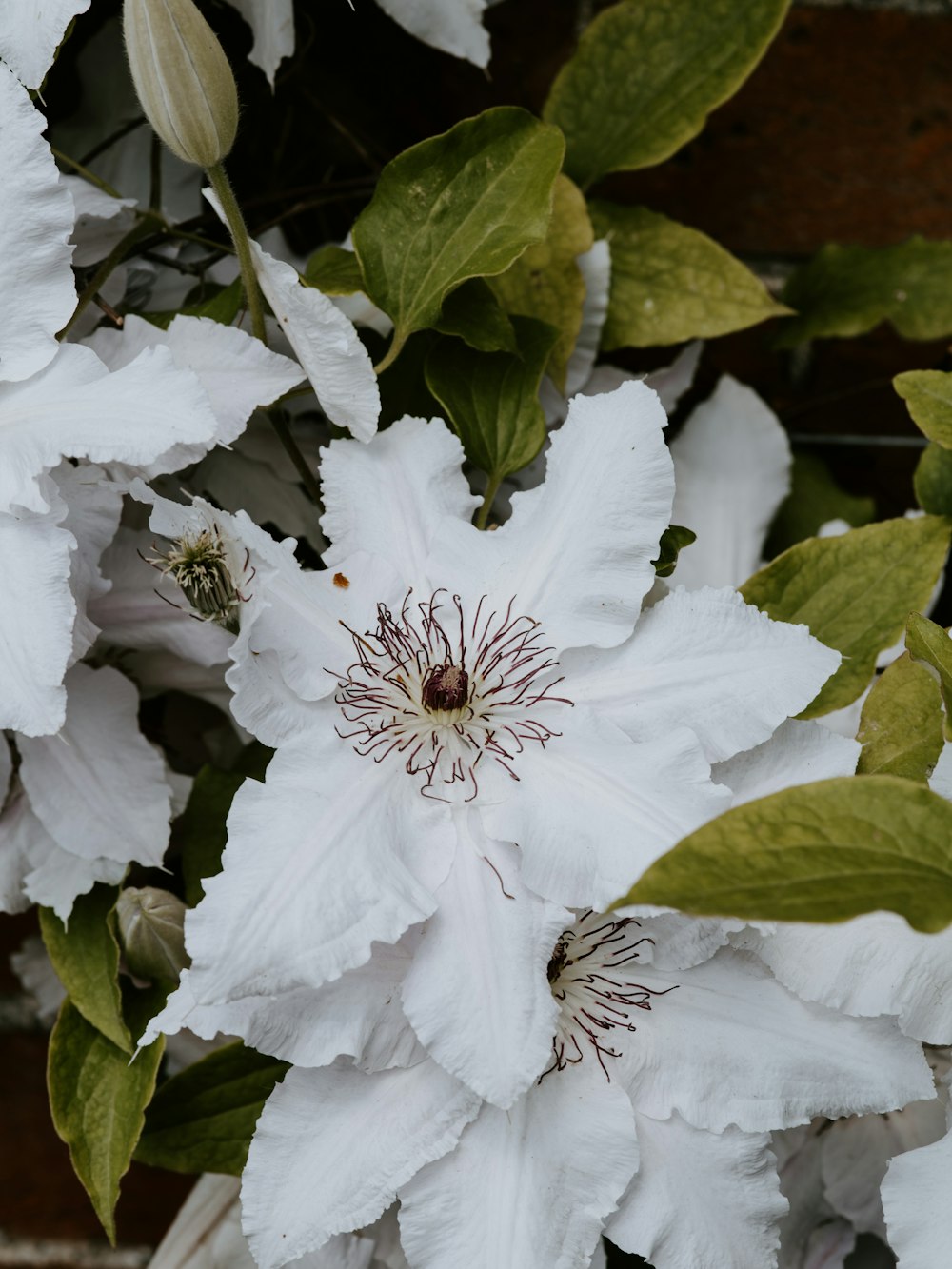 white-petaled flower