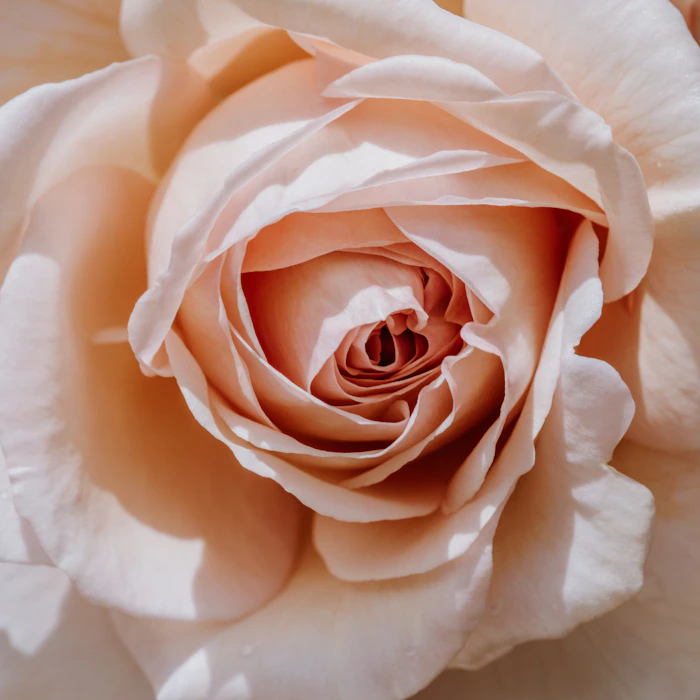 ベージュのバラの花