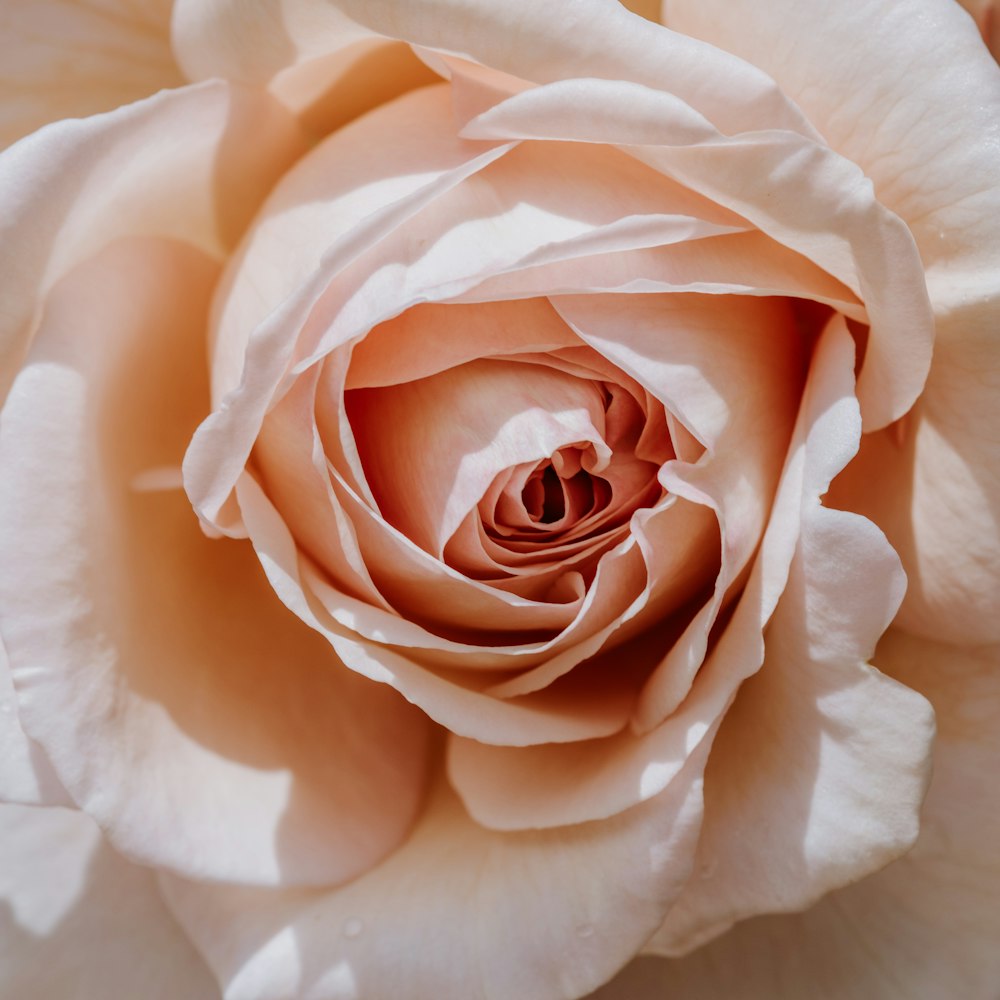 beige rose flower