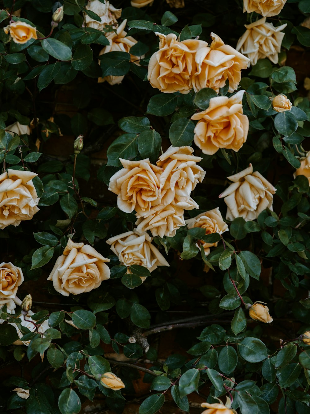 orange flowers