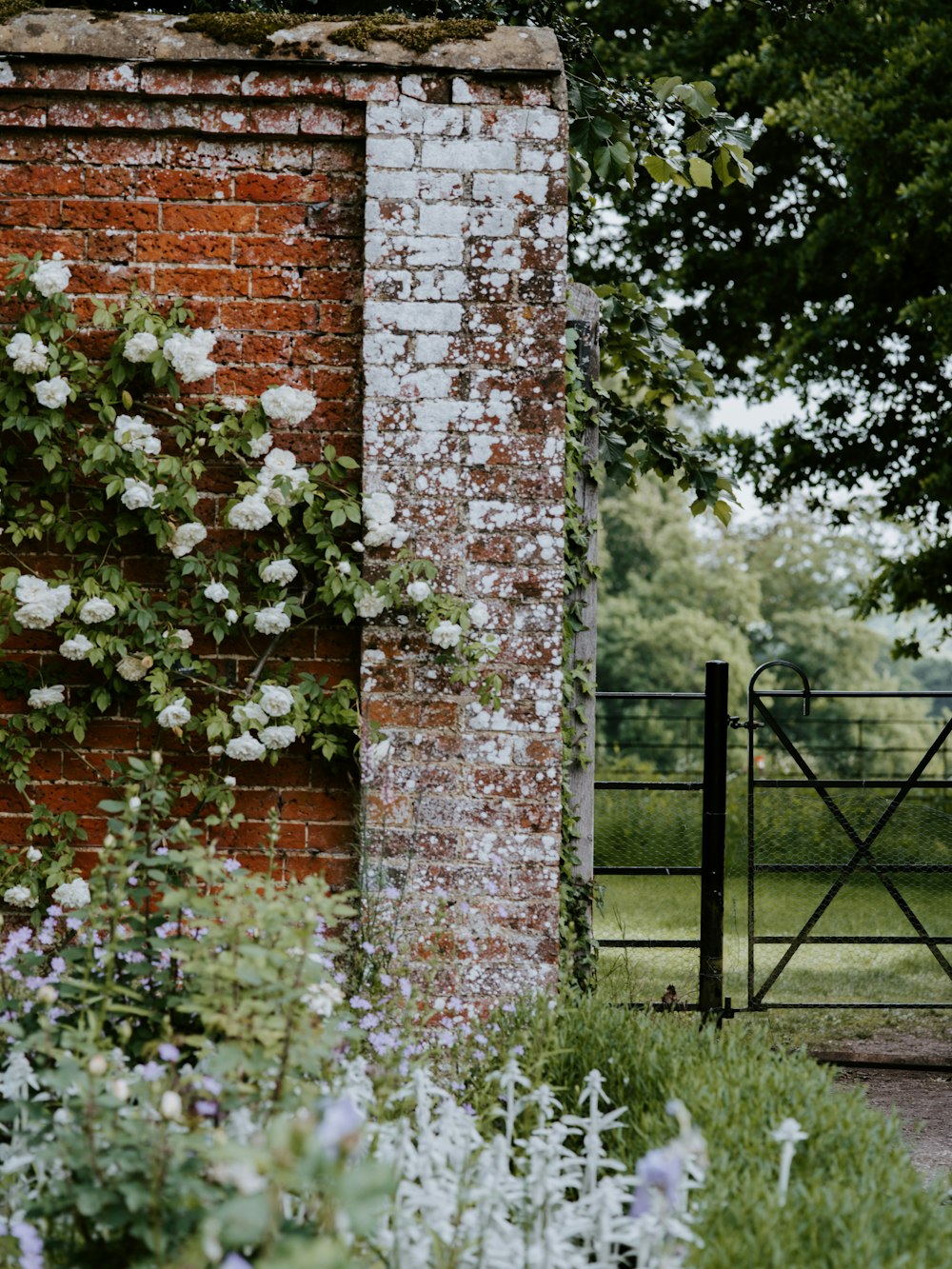 white flowers on brown concrete brick