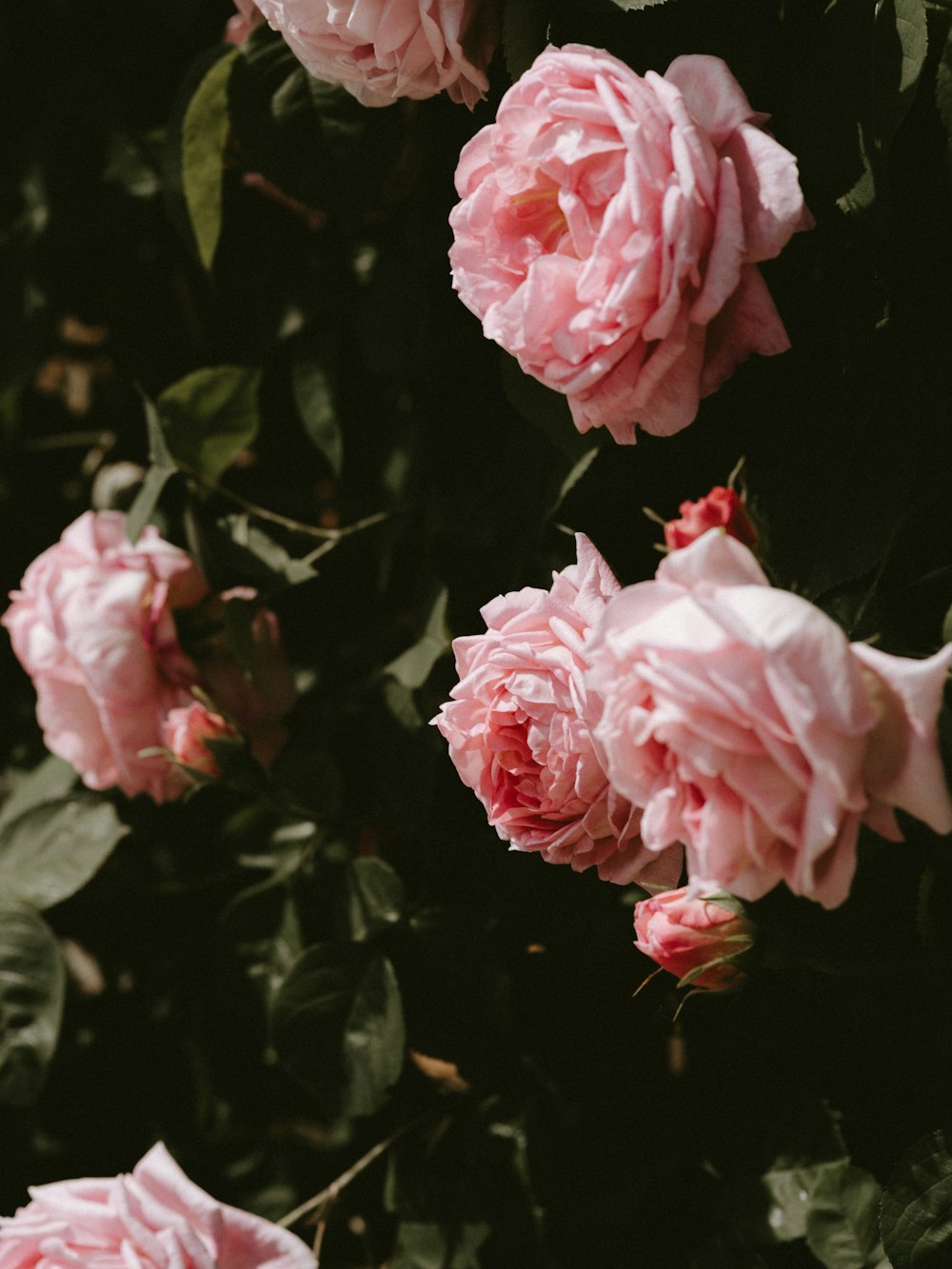 close-up photography of pink rose flower plant