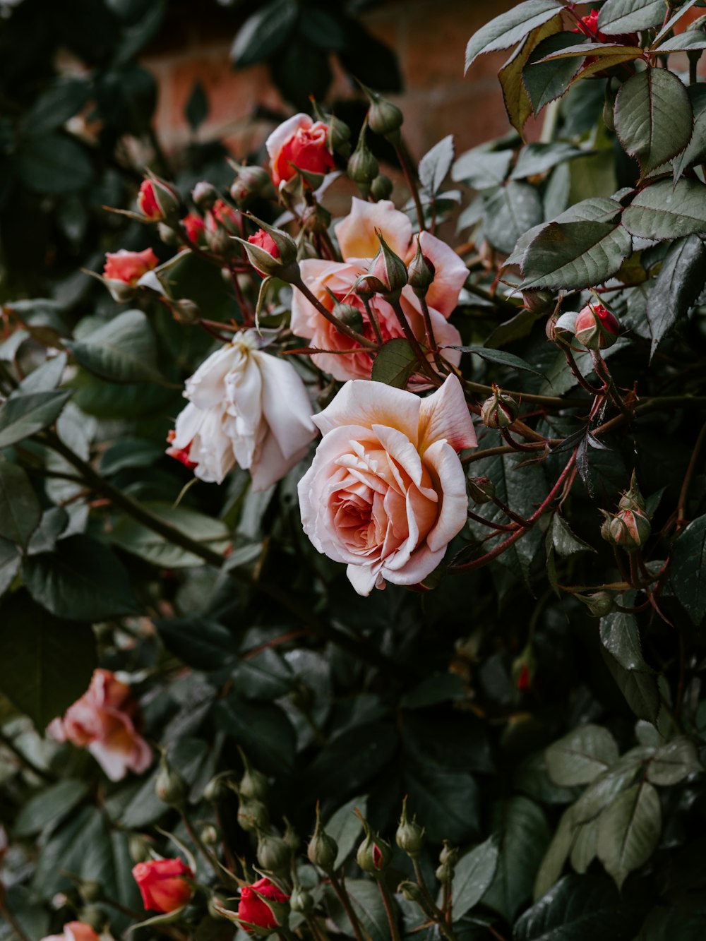 pink-and-white rose flowers plant