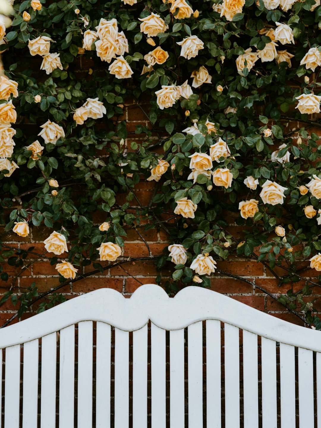 orange rose flowers on wall