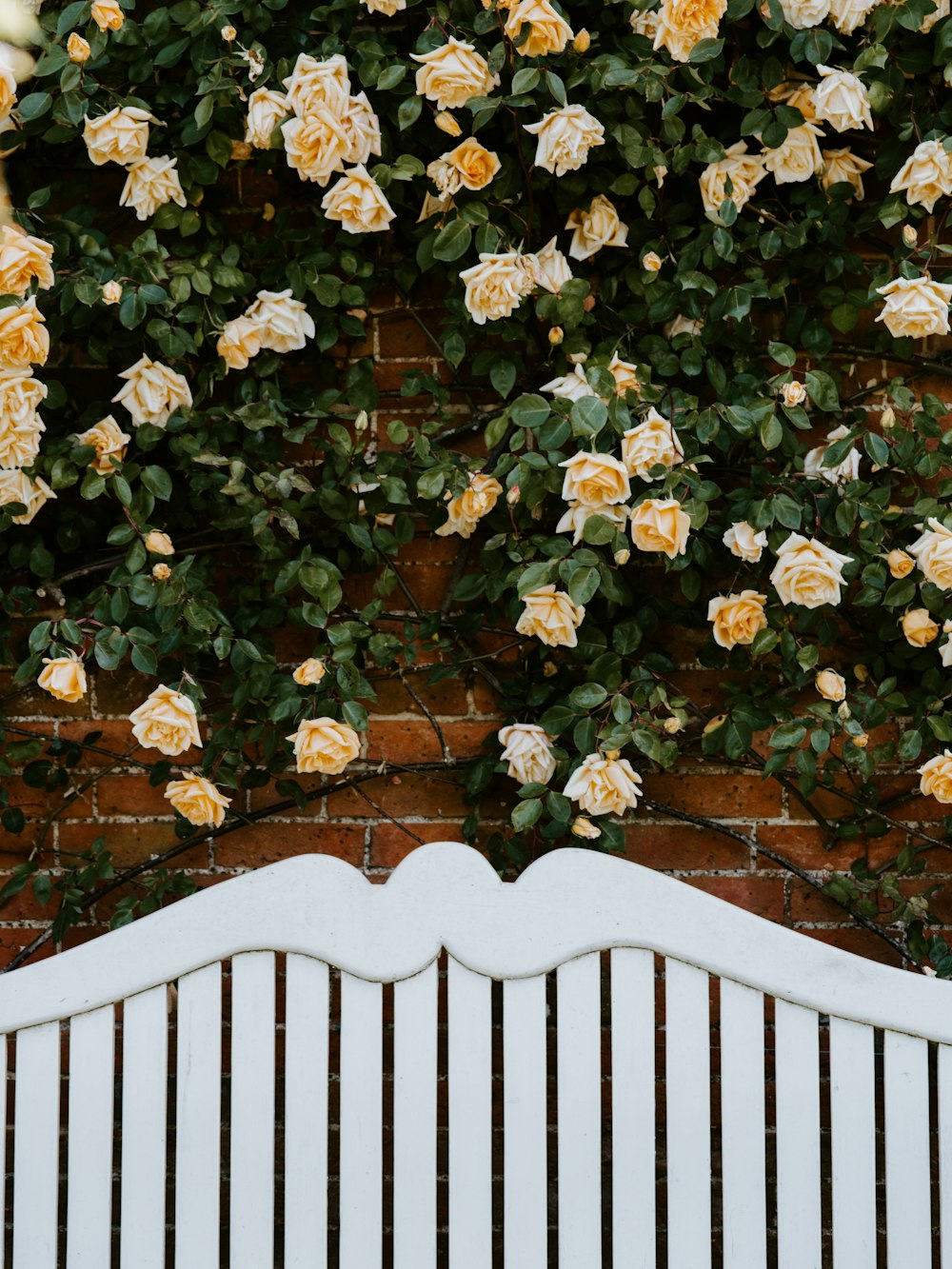 orange rose flowers on wall