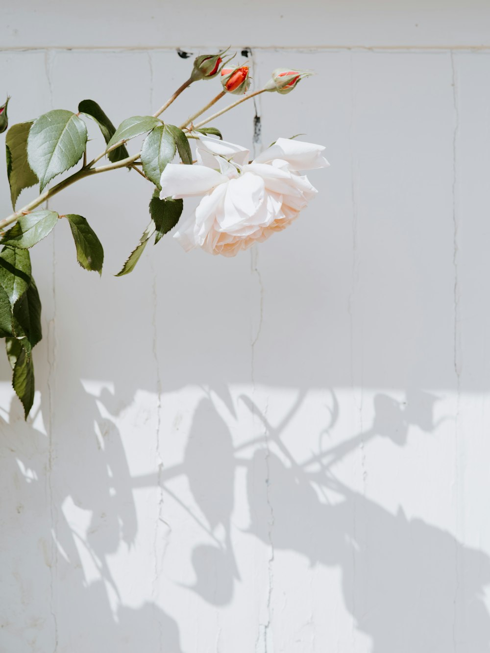 white petaled flower