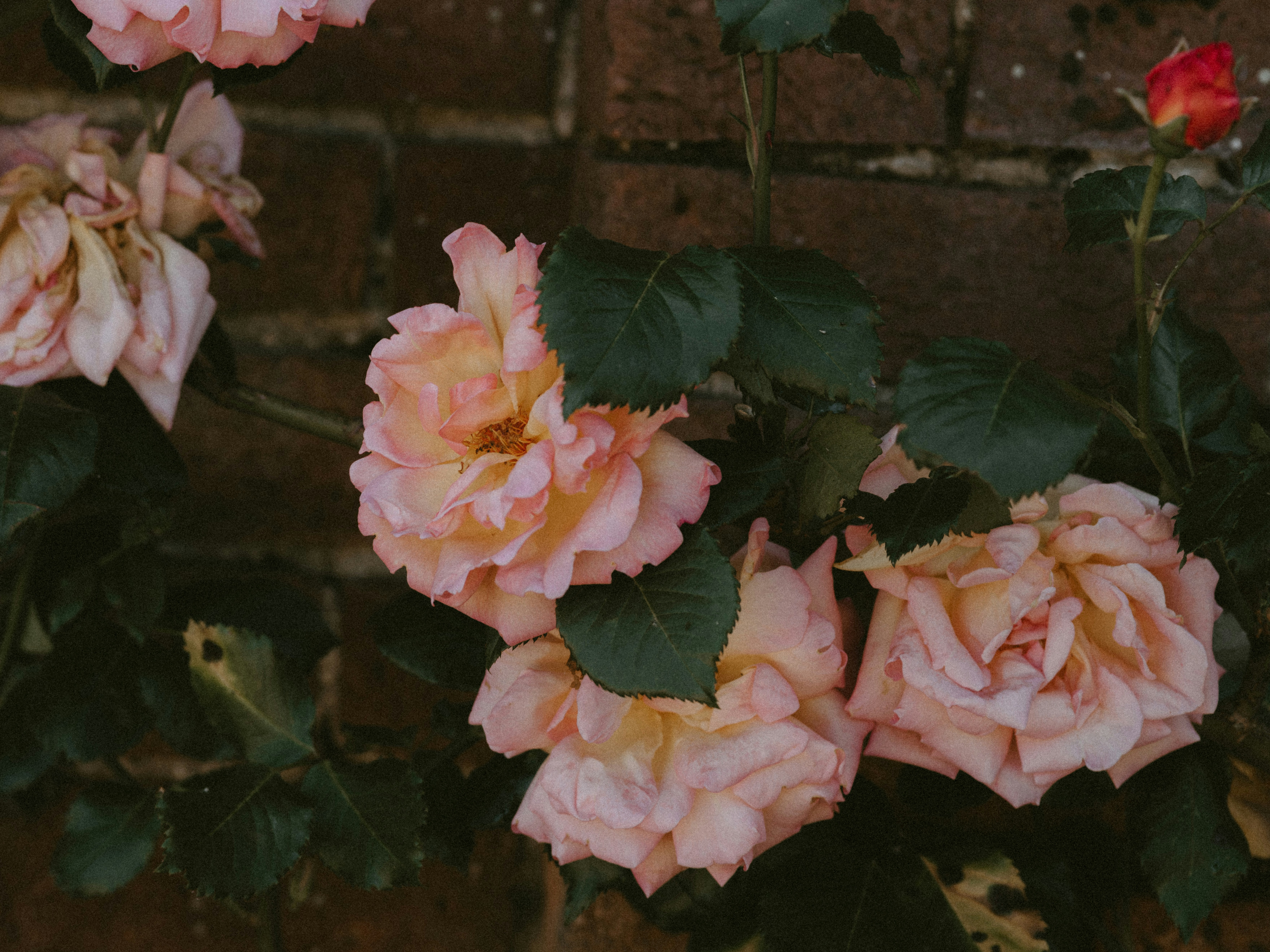 Photo by anniespratt