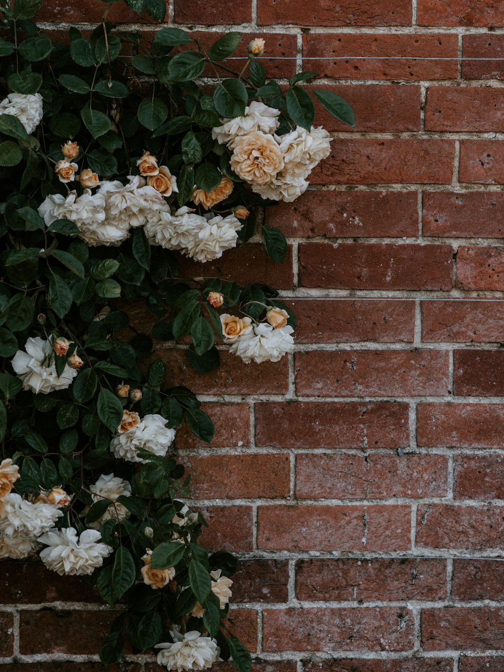 white and brown floral on brick wal
