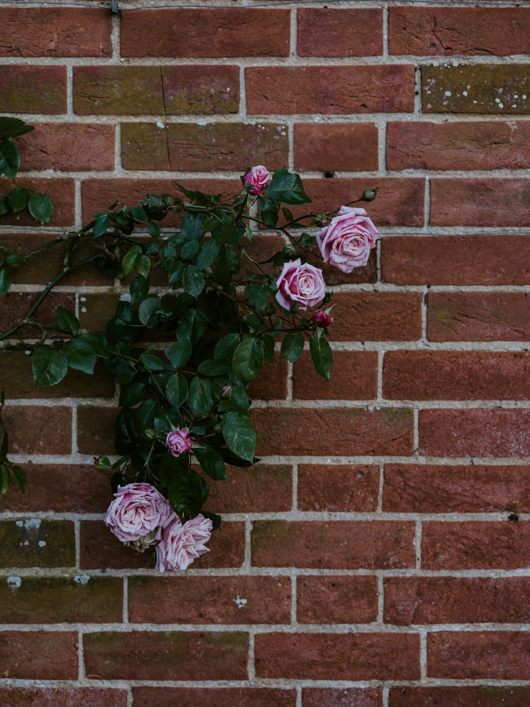 pink-petaled flower