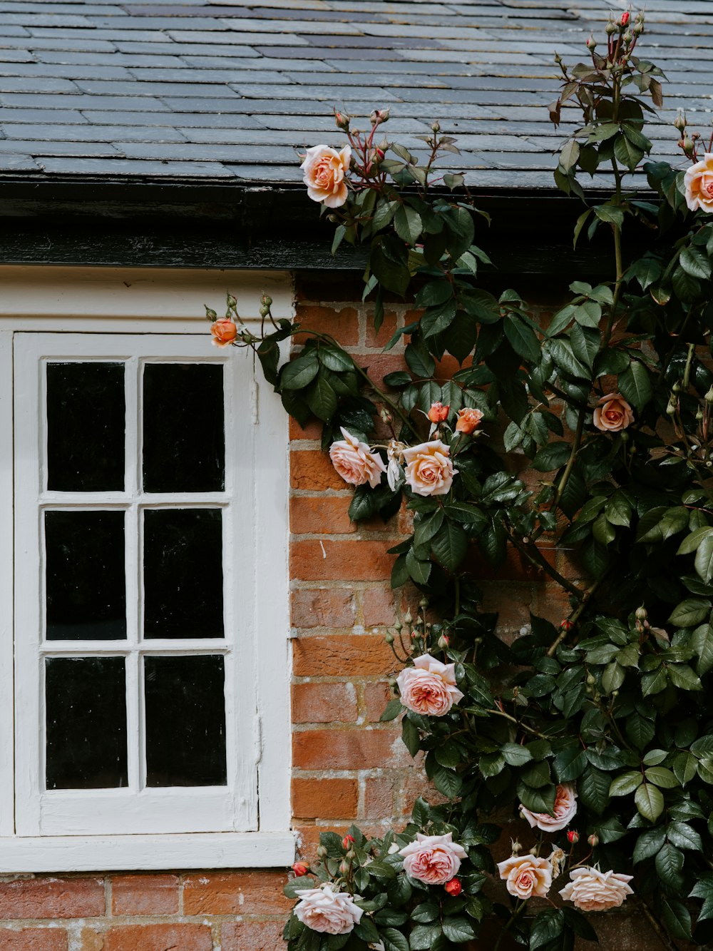 fleur rose près de la maison