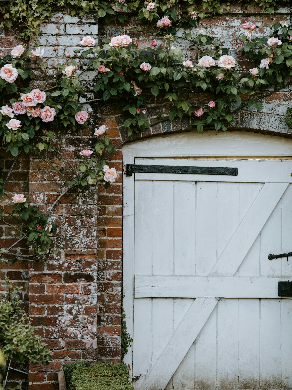 pink and white flowers on wall