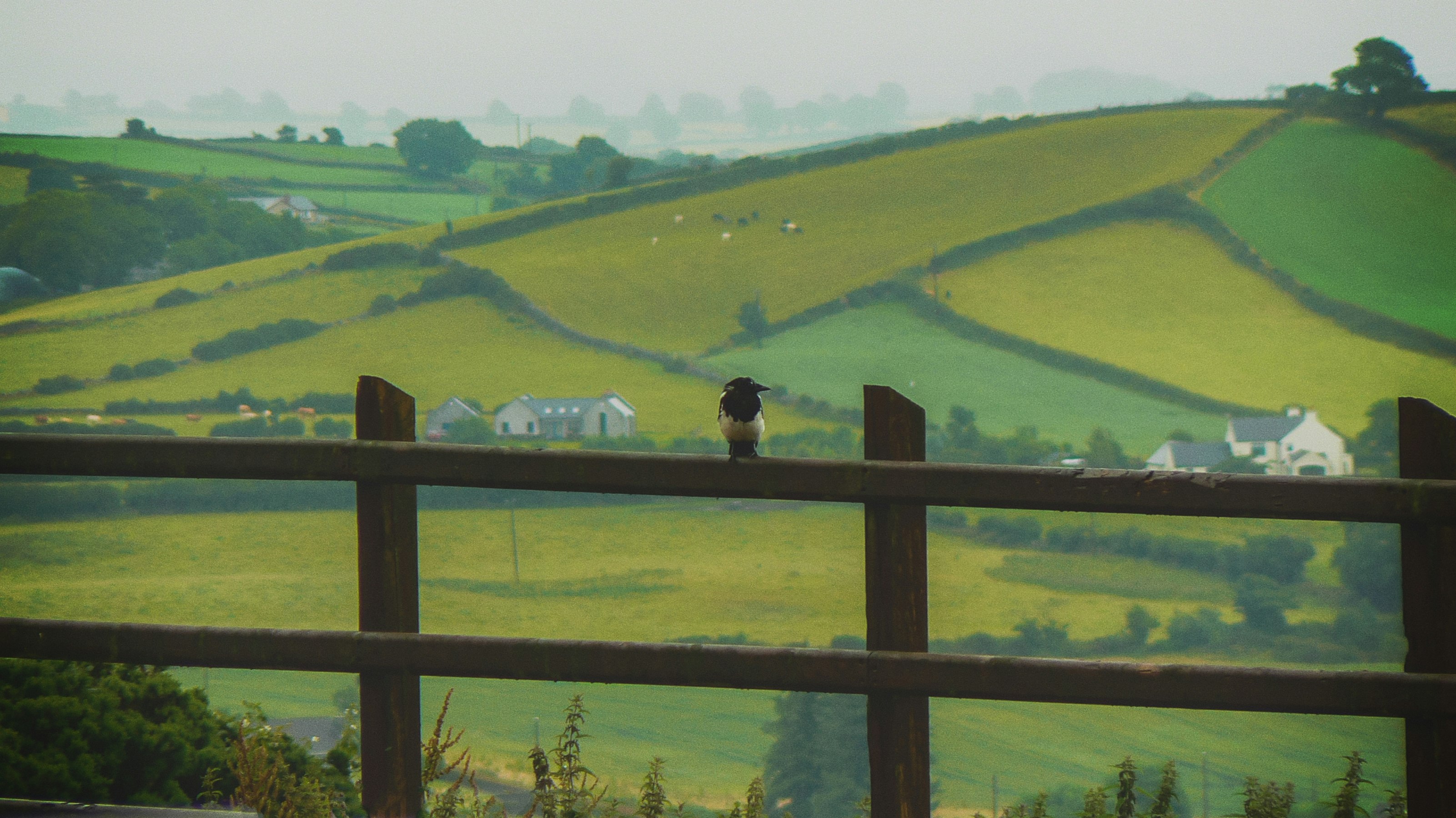 brown wooden fence