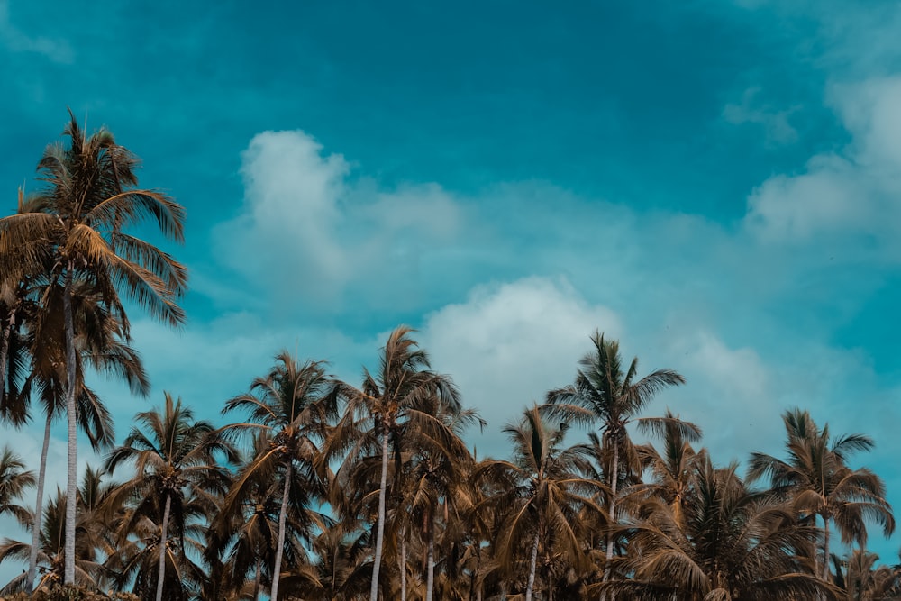 palm tree under cloudy sky