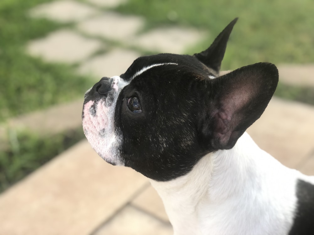 small white and black dog