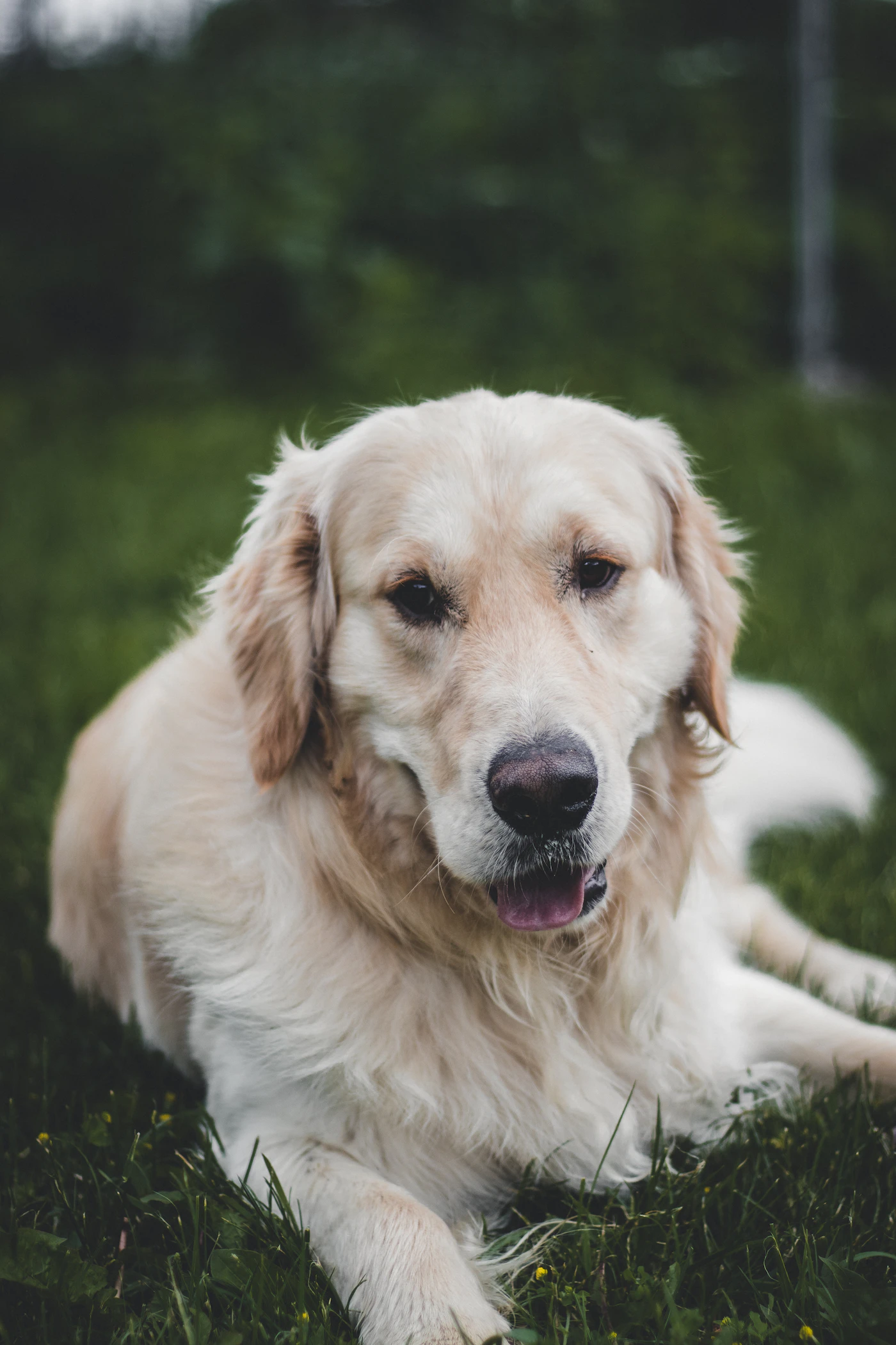A calm golden retriever lying in green grass and looking gently toward the camera