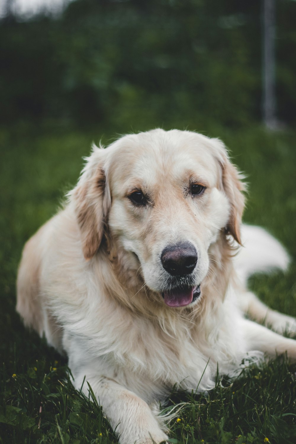 golden retriever on grass