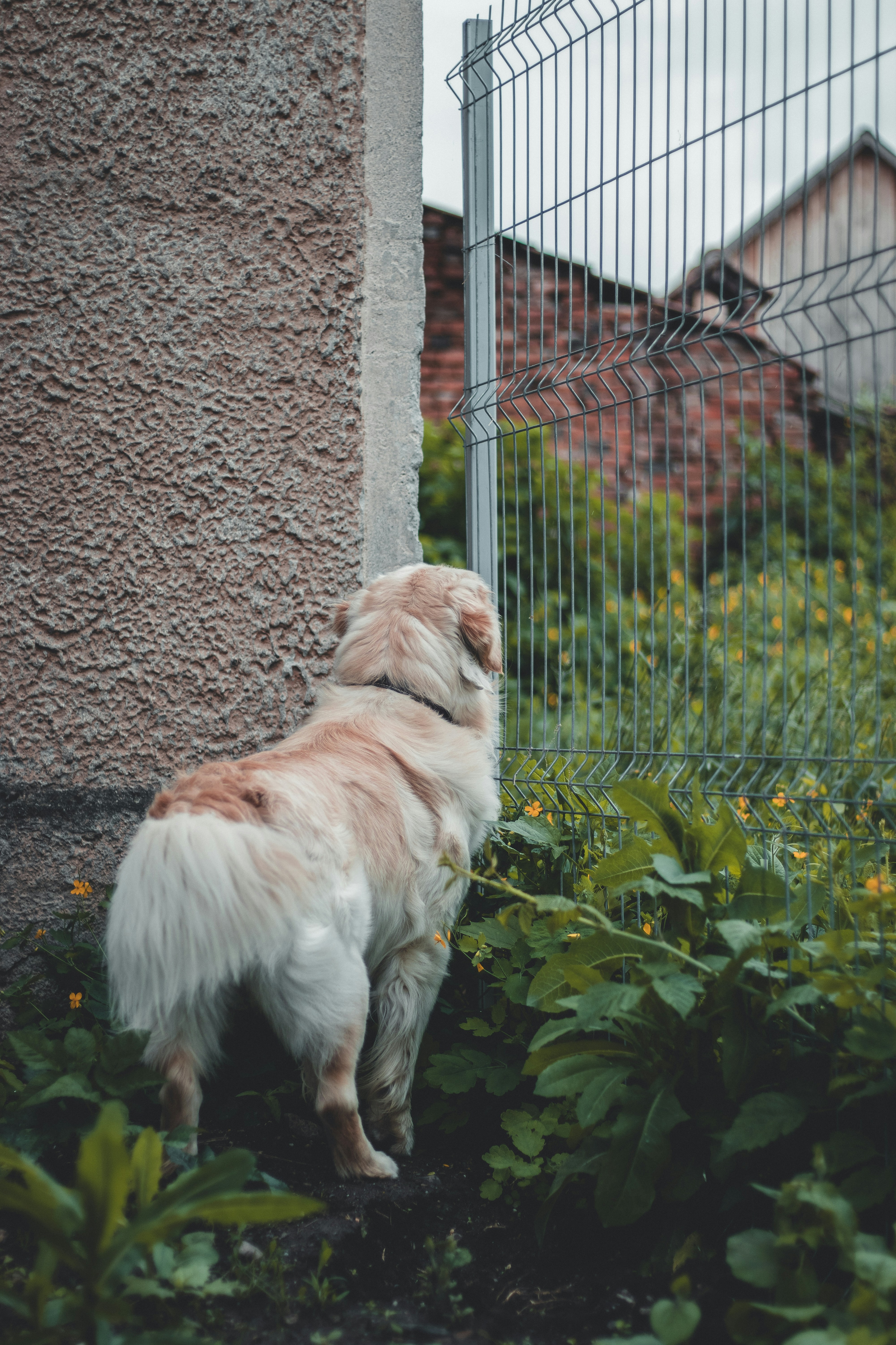 shallow focus photo of long-coated dog near fence