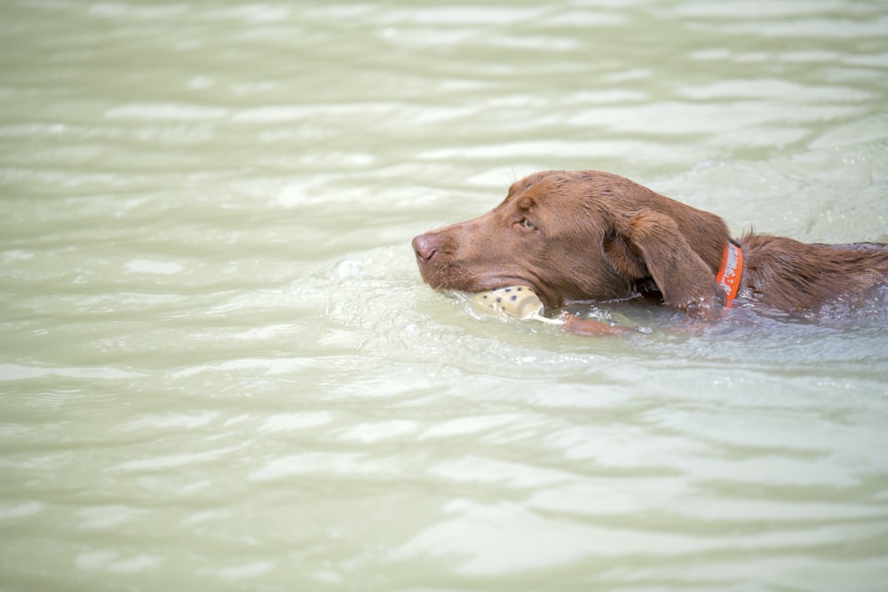 dog swimmnig