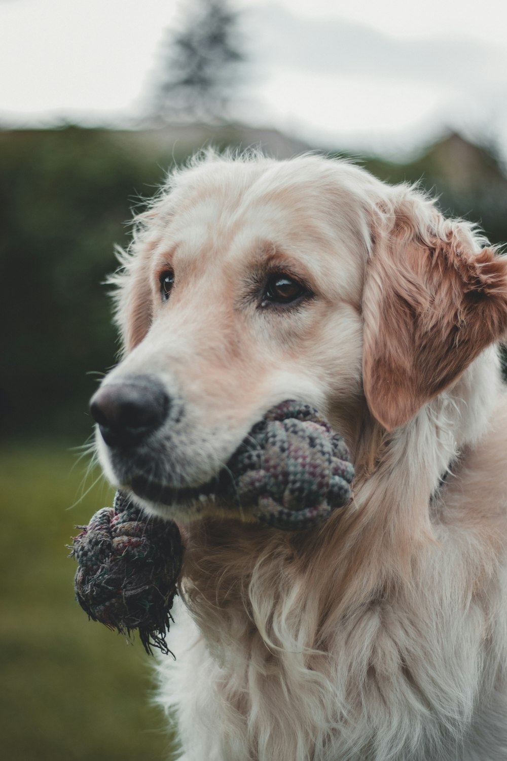 dog biting chew toy