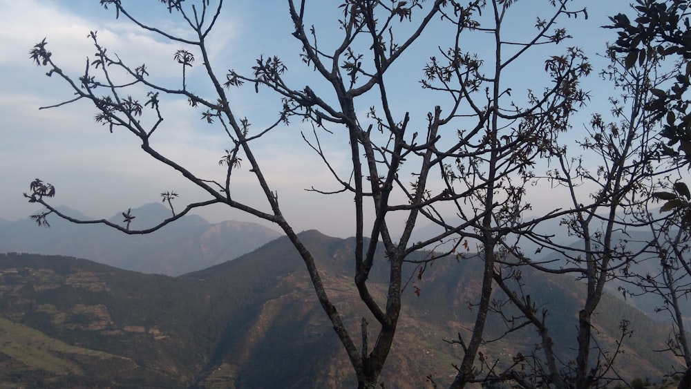 leafless tree during daytime