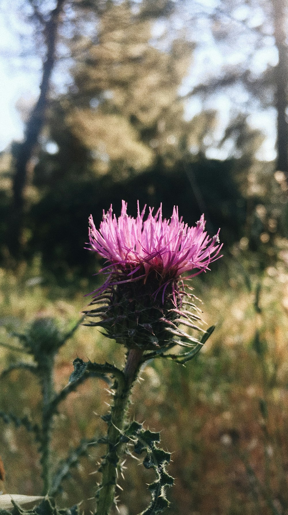 Fotografía de enfoque selectivo de flores de pétalos púrpuras