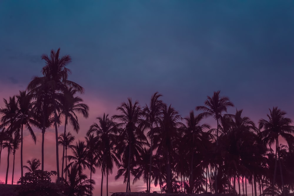 silhouette of coconut lot