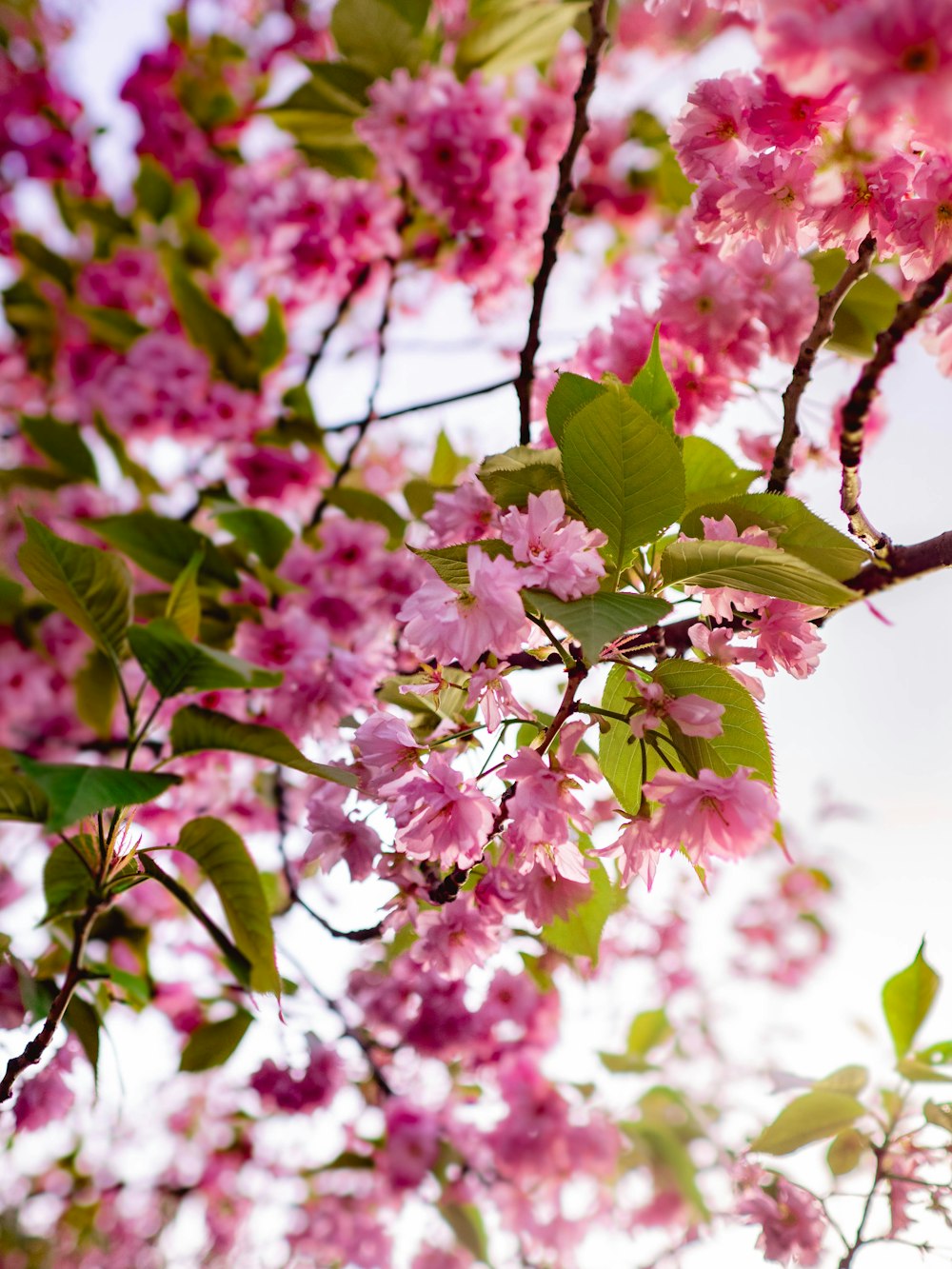 pink cherry blossom tree