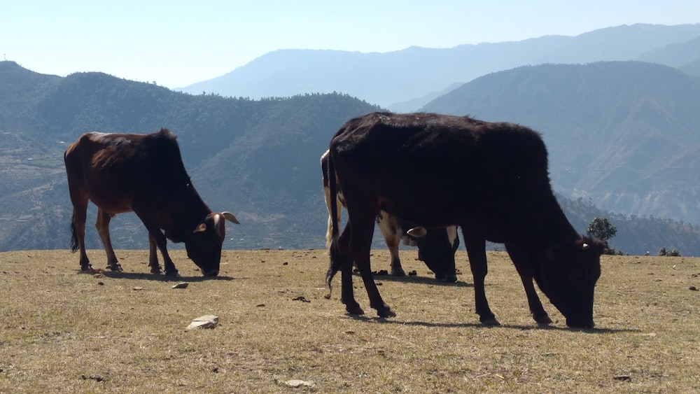 black cattle on field