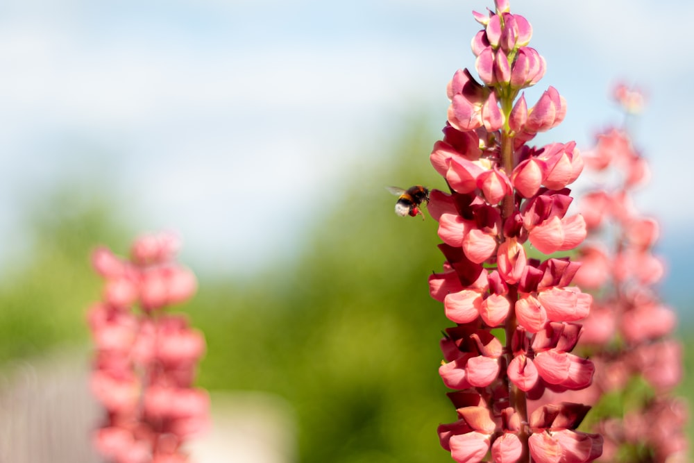 selective focus photography of pink clustered flowers