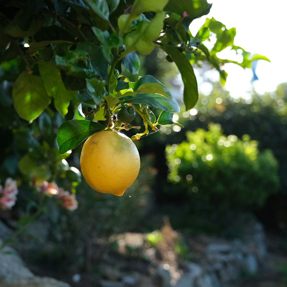 yellow fruit