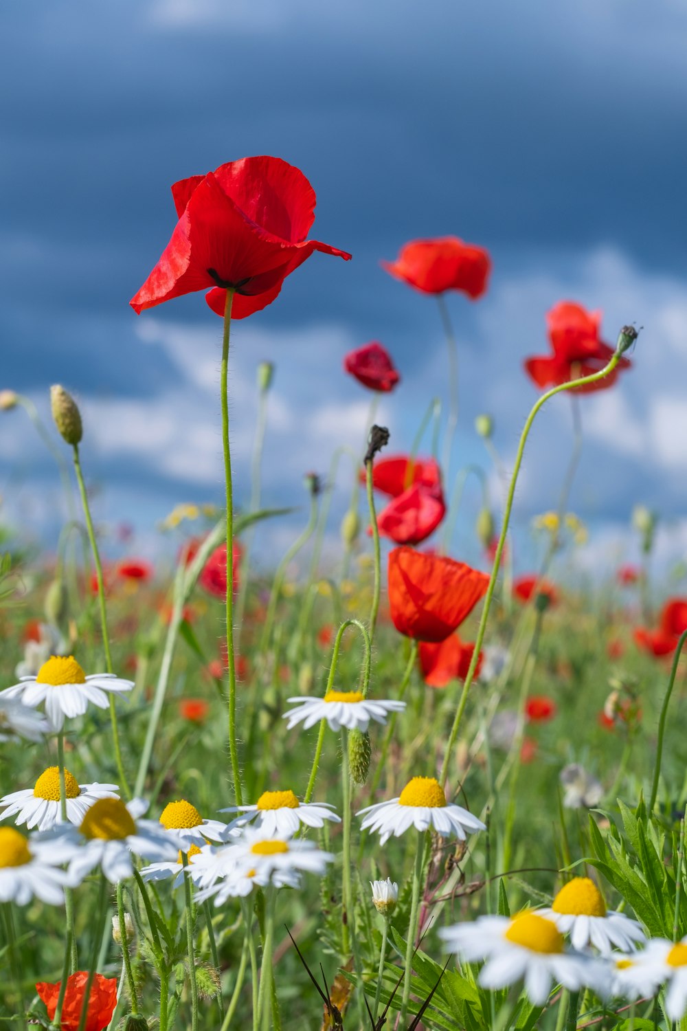 red flower field