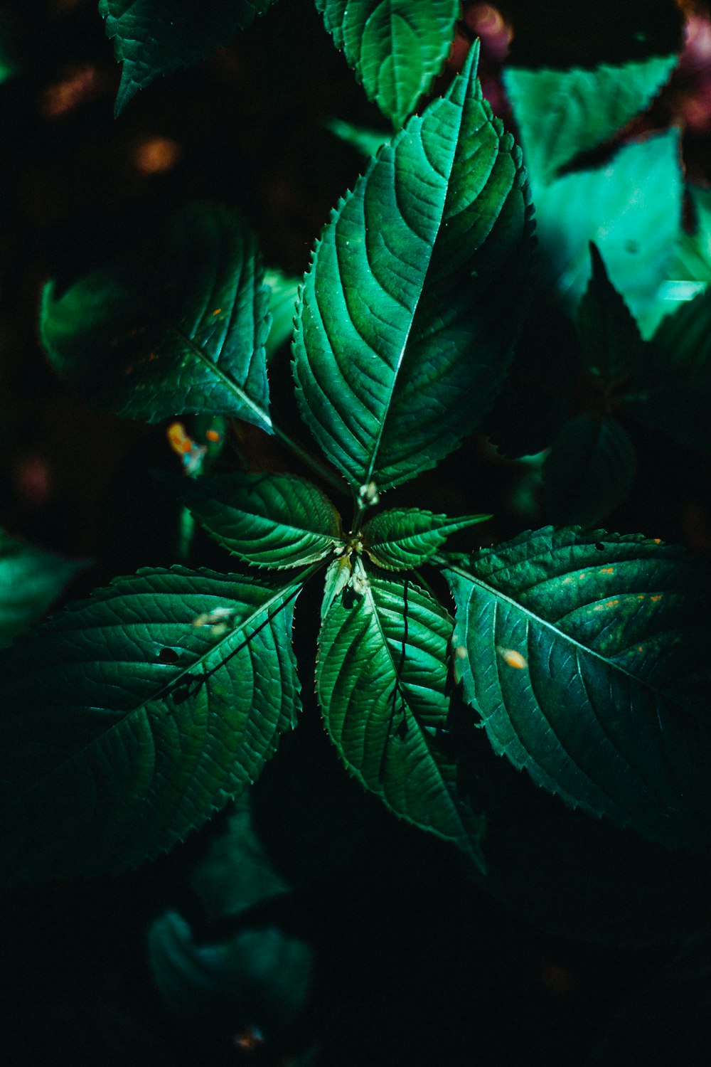 green-leafed plant