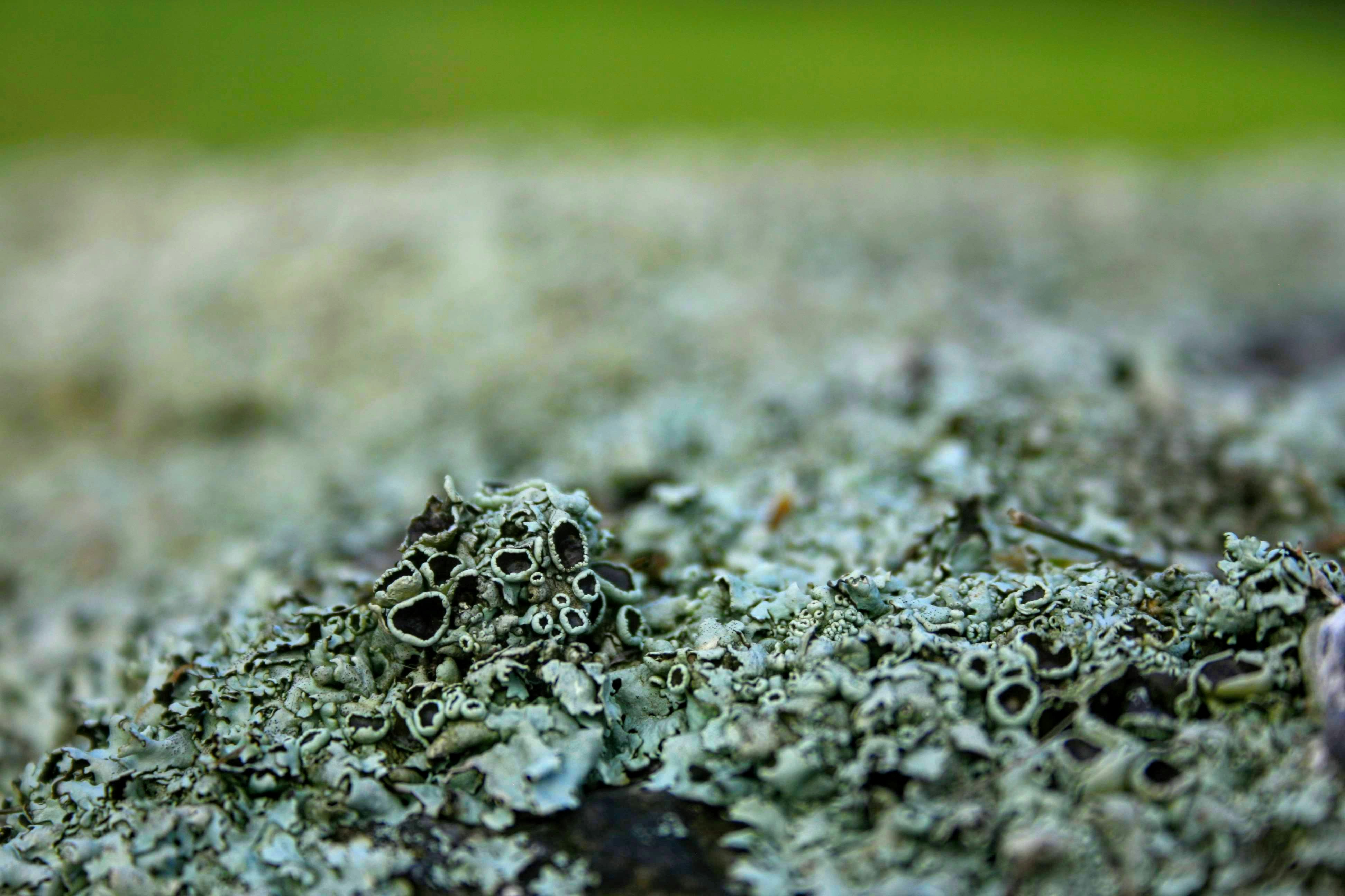 Mold Inspection and Removal