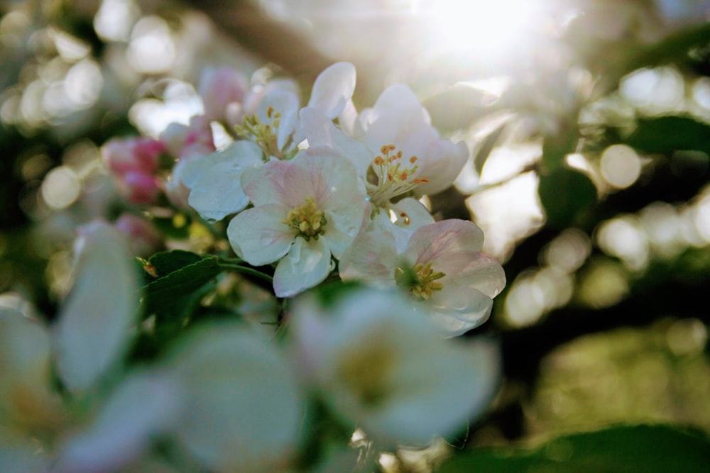 white flowers in bloom