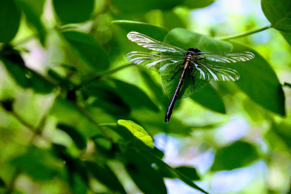 black dragonfly on green leaf