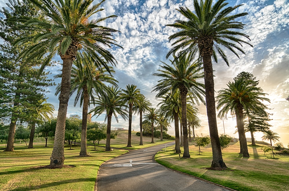 palm trees beside raod