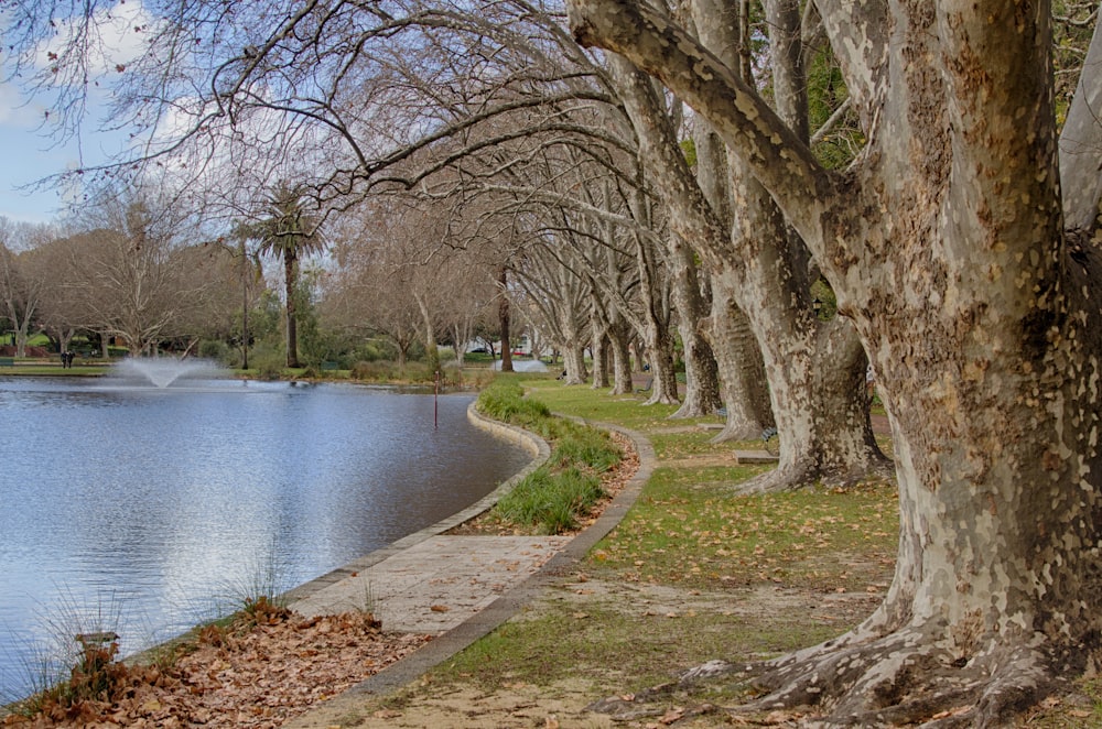 green-leafed trees beside lake