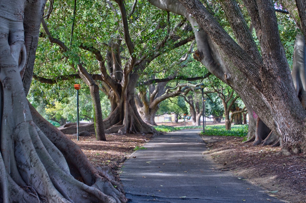 road between tree tunnel