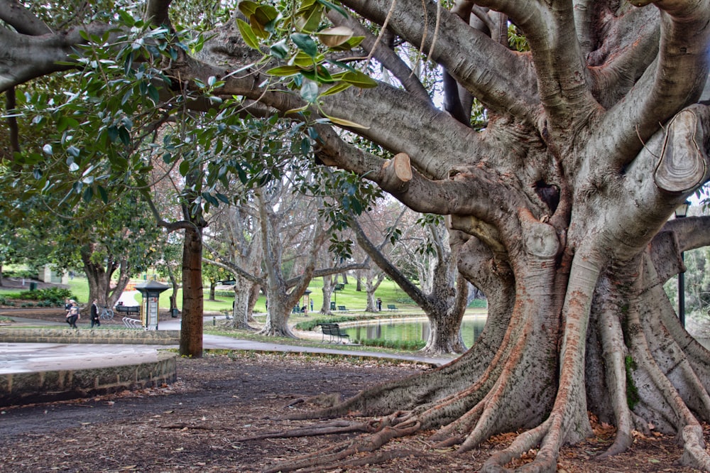 trees on park
