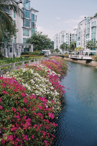 flowering plants near canal