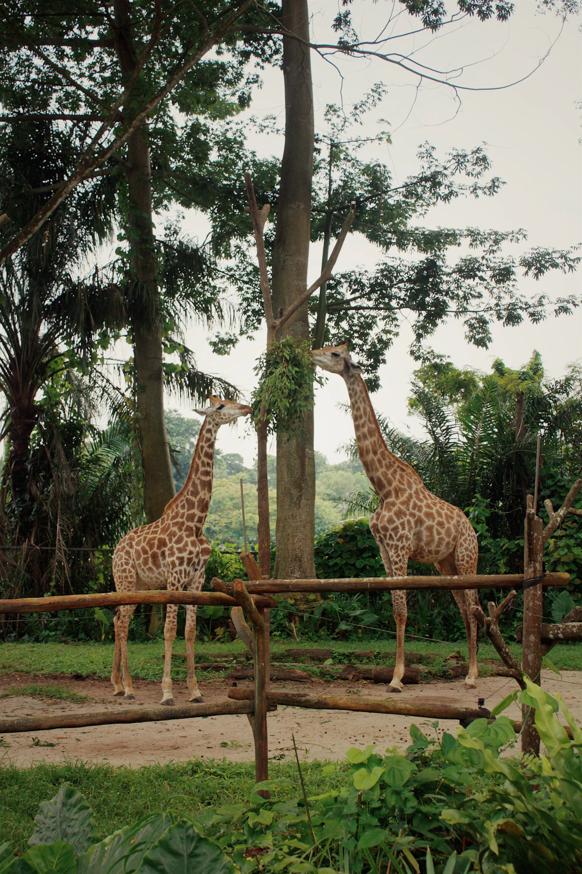 Tiket Safari World Bangkok