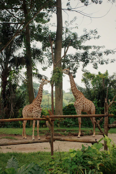 Giraffes at Singapore Zoo